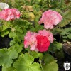 Pelargonium 'Jips Eleanor Renton' - Pelargoon 'Jips Eleanor Renton' P9/0,55L